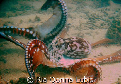 Dancing Octopus by Ria Qorina Lubis 